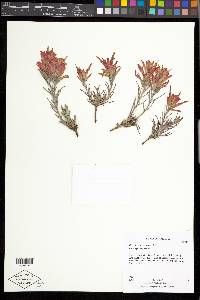 Castilleja integra image