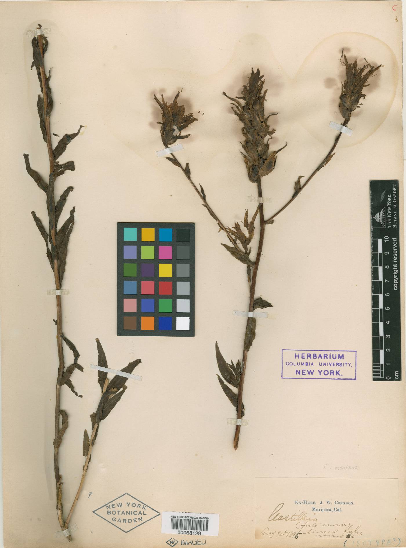 Castilleja montana image