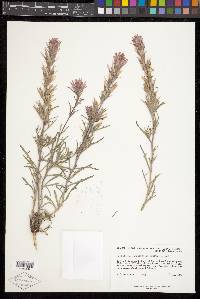 Castilleja angustifolia image