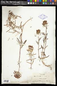 Castilleja chromosa image