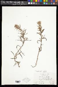 Castilleja angustifolia image