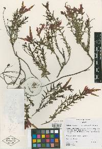 Castilleja rhizomata image