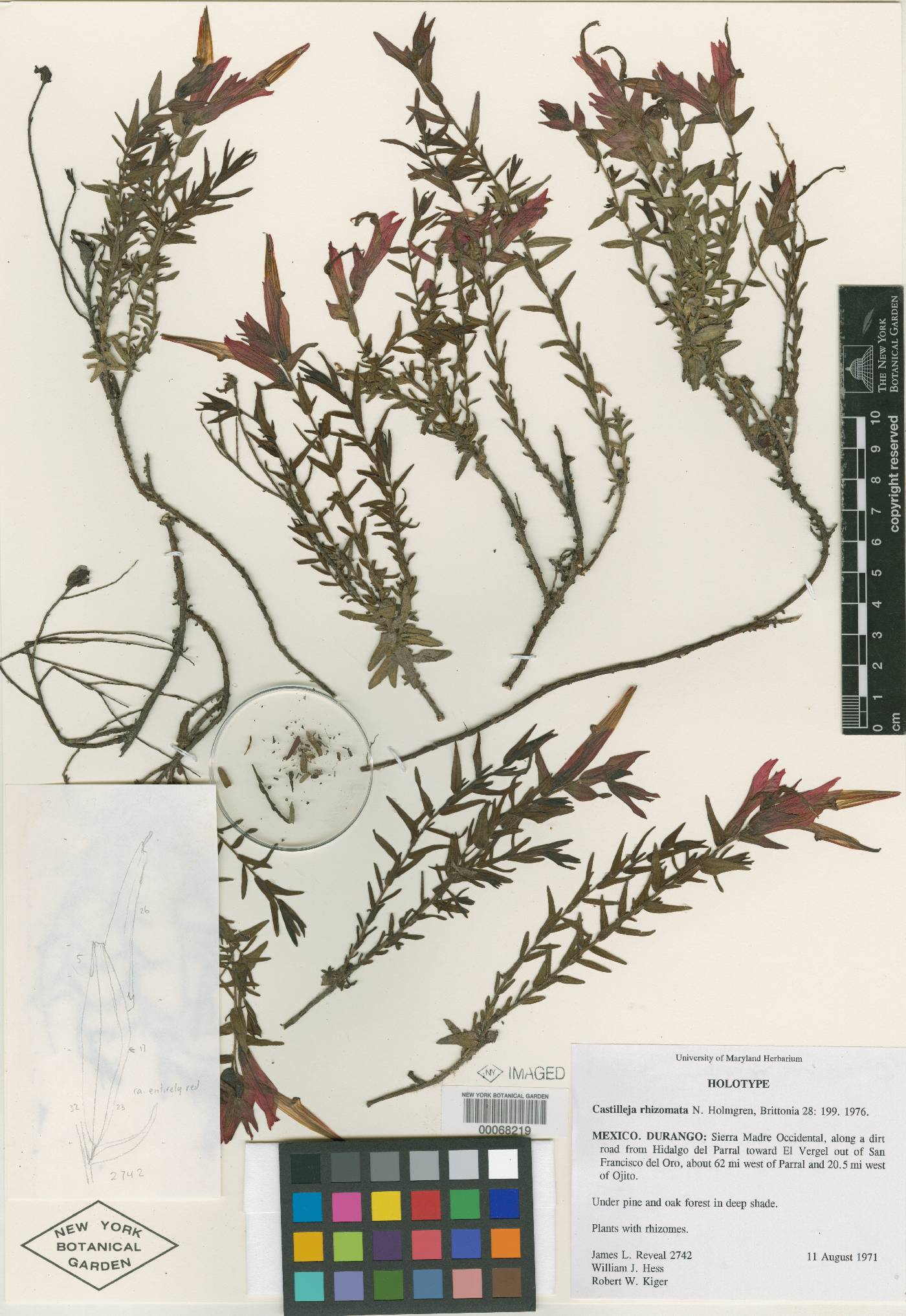 Castilleja rhizomata image