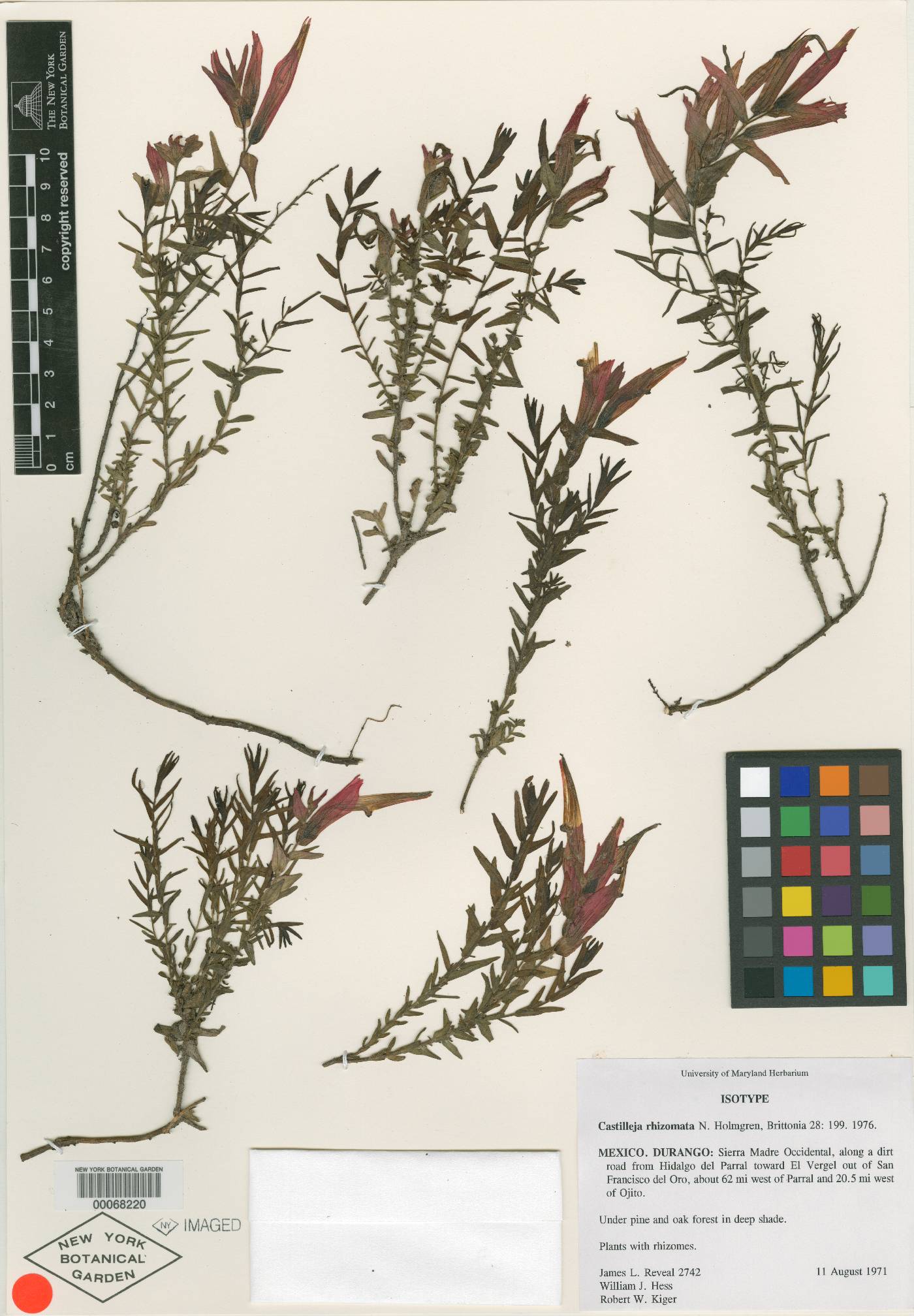 Castilleja rhizomata image