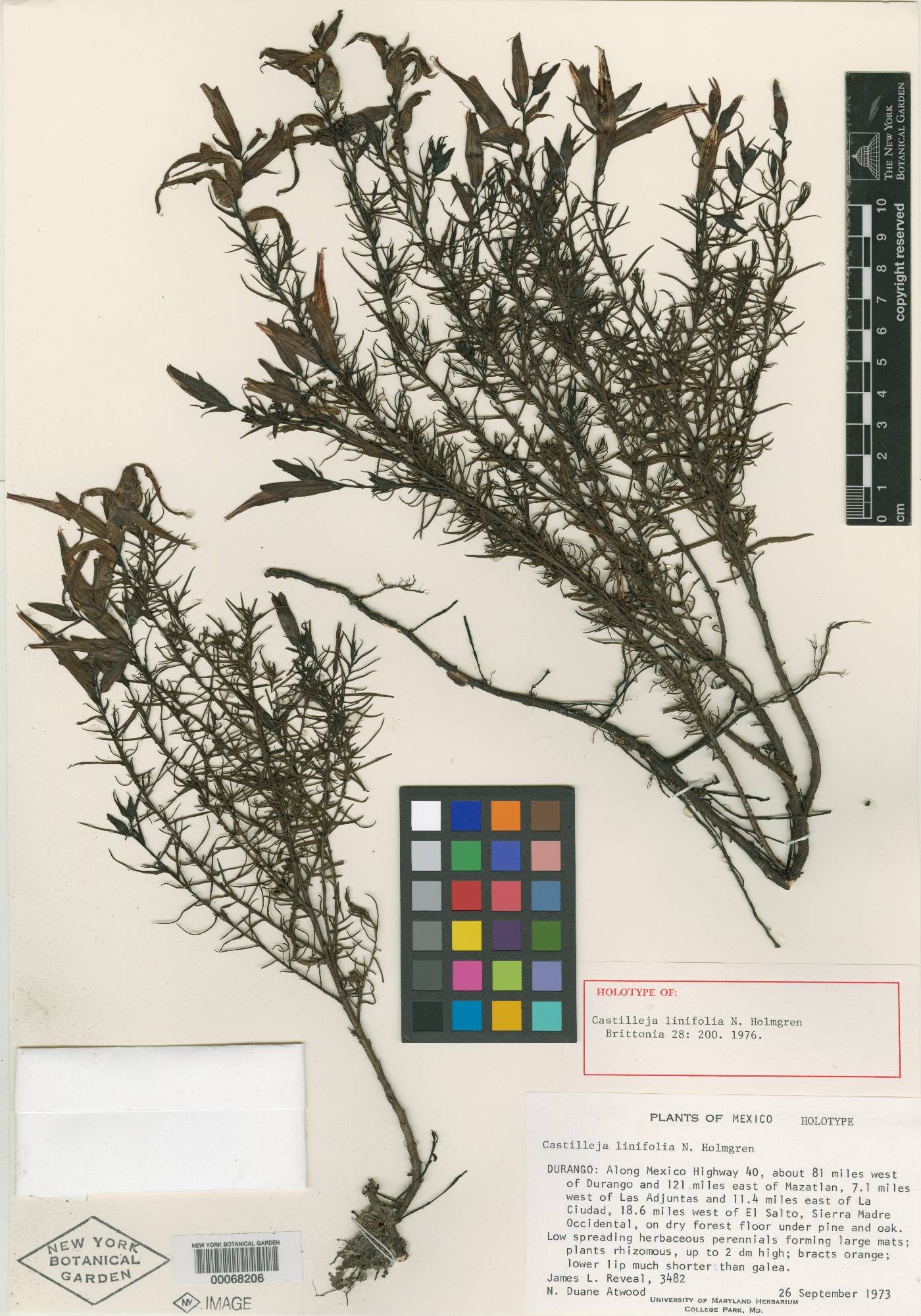 Castilleja linifolia image