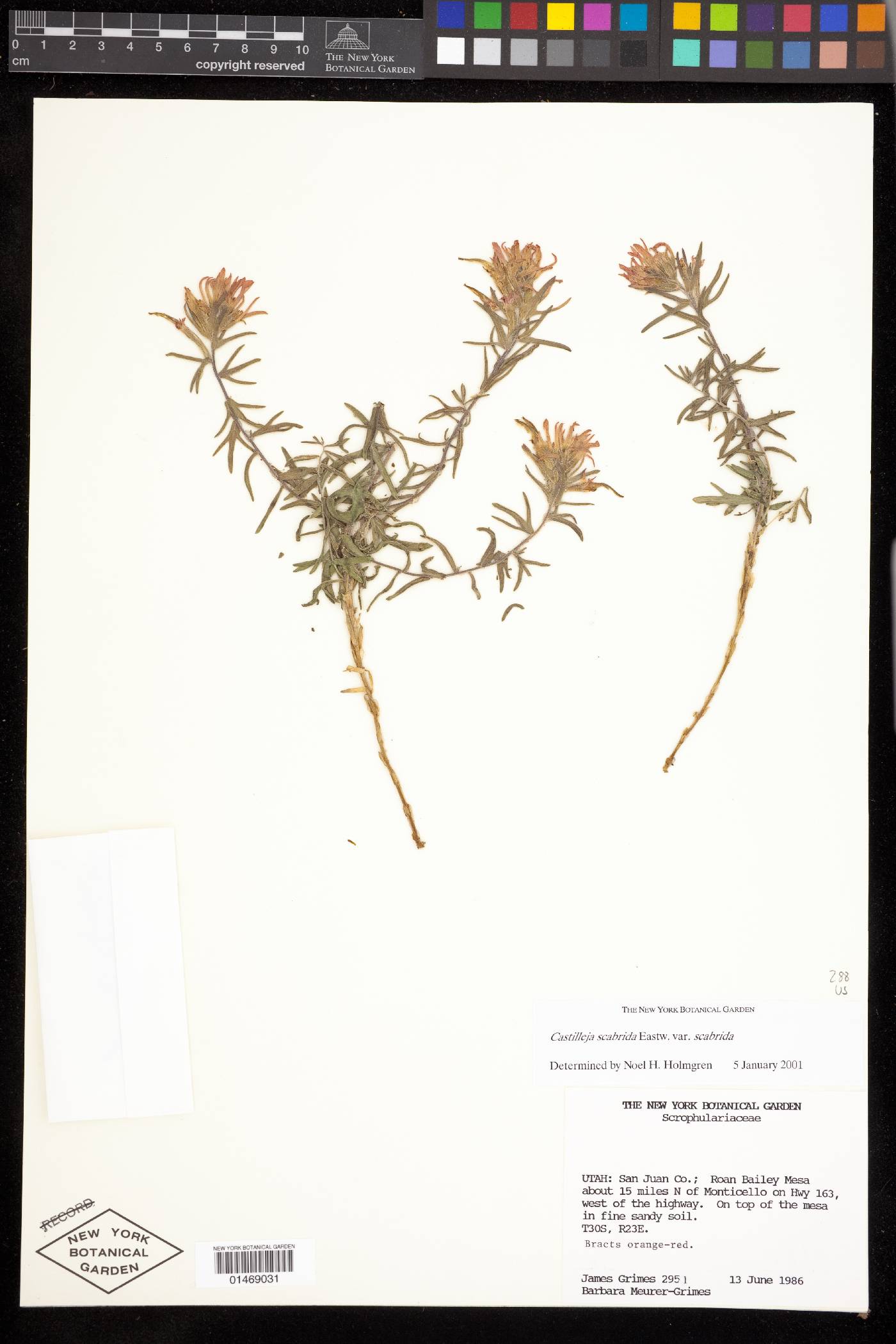 Castilleja scabrida var. scabrida image