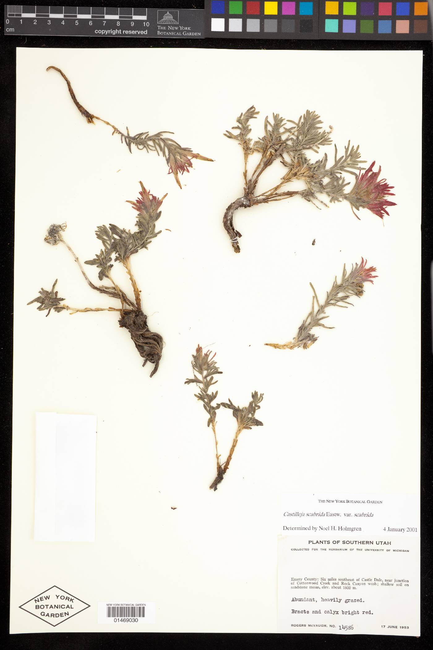 Castilleja scabrida var. scabrida image