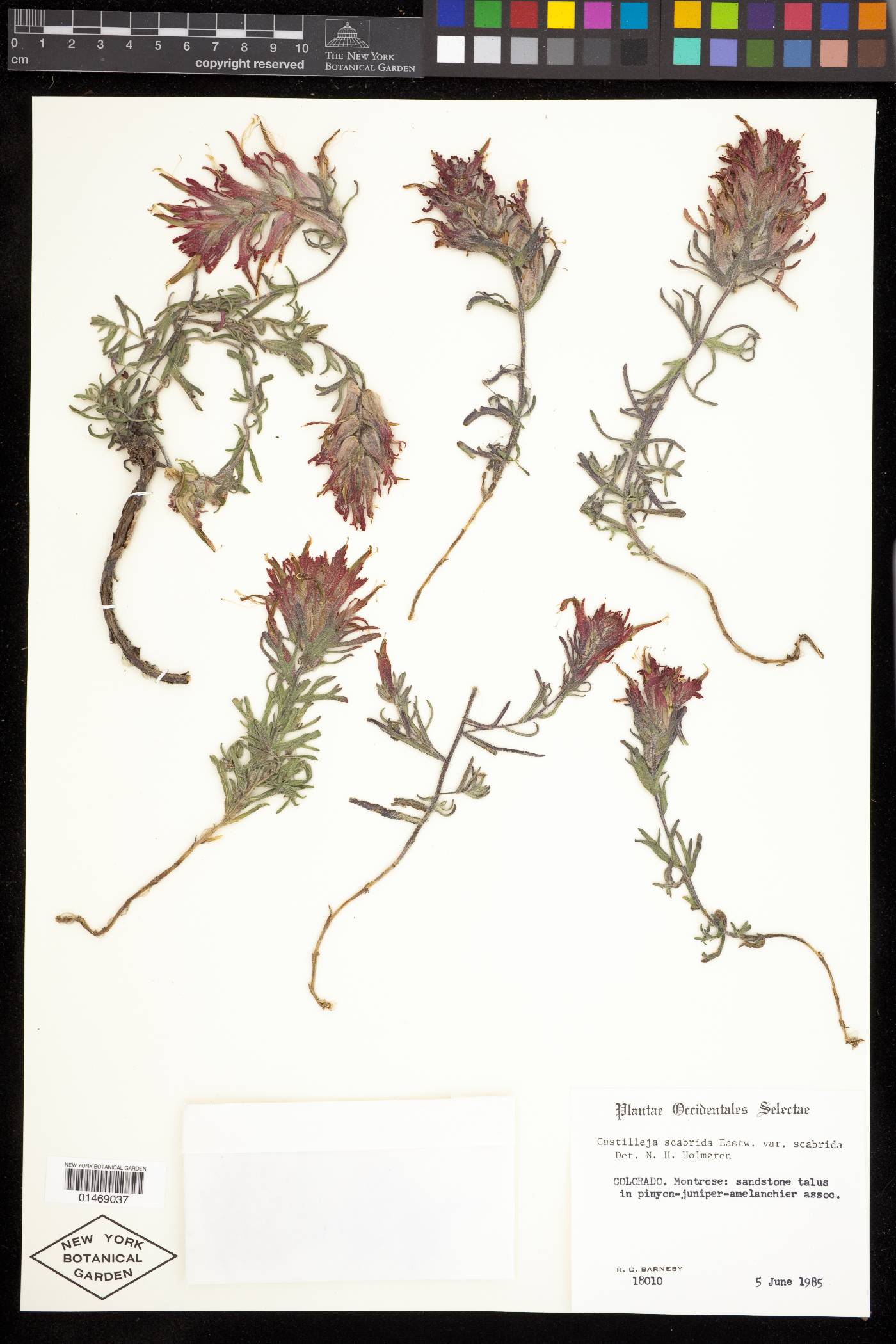 Castilleja scabrida image