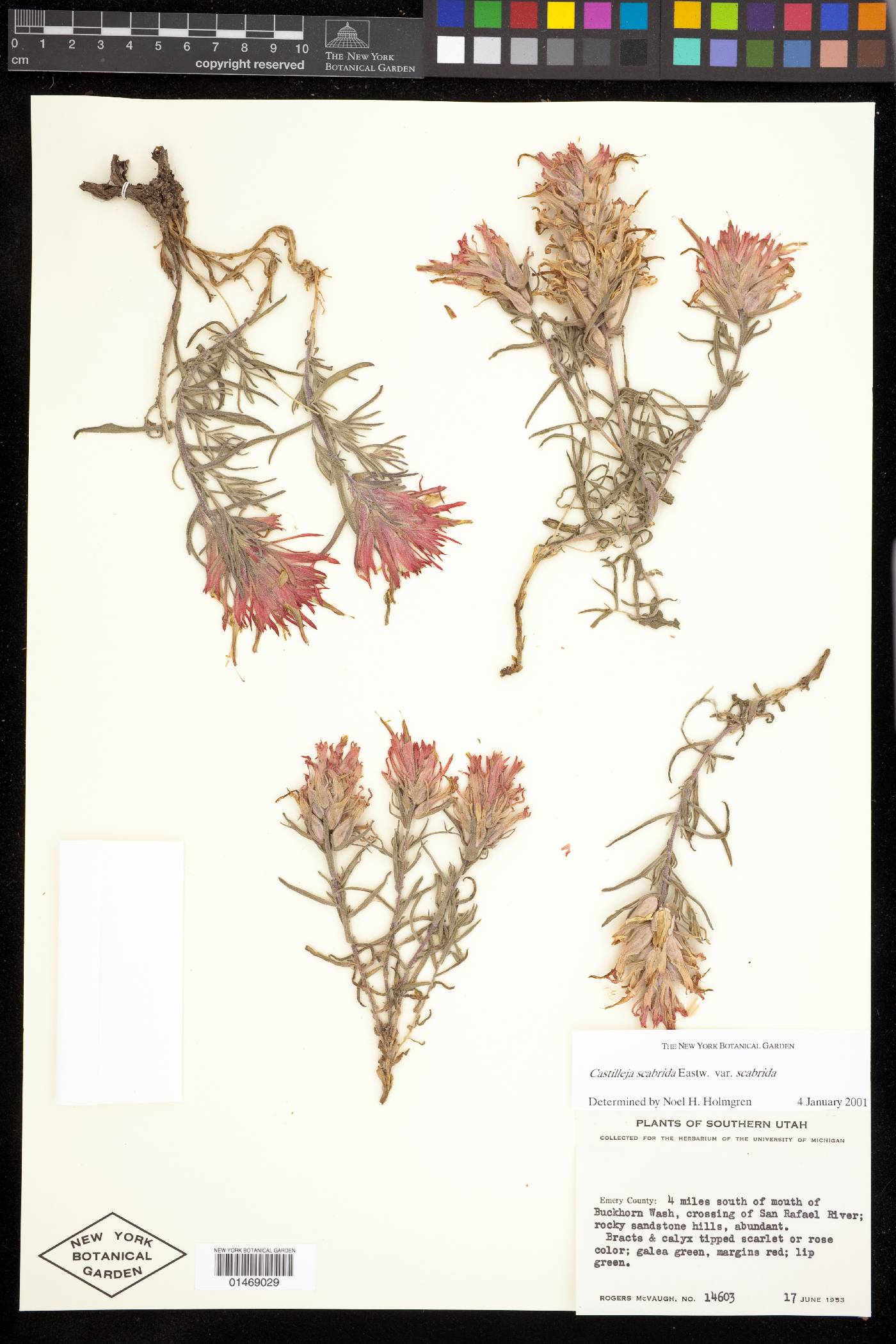 Castilleja scabrida image