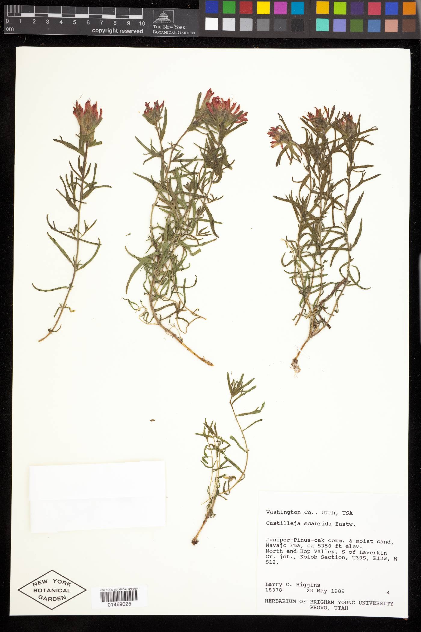 Castilleja scabrida var. scabrida image