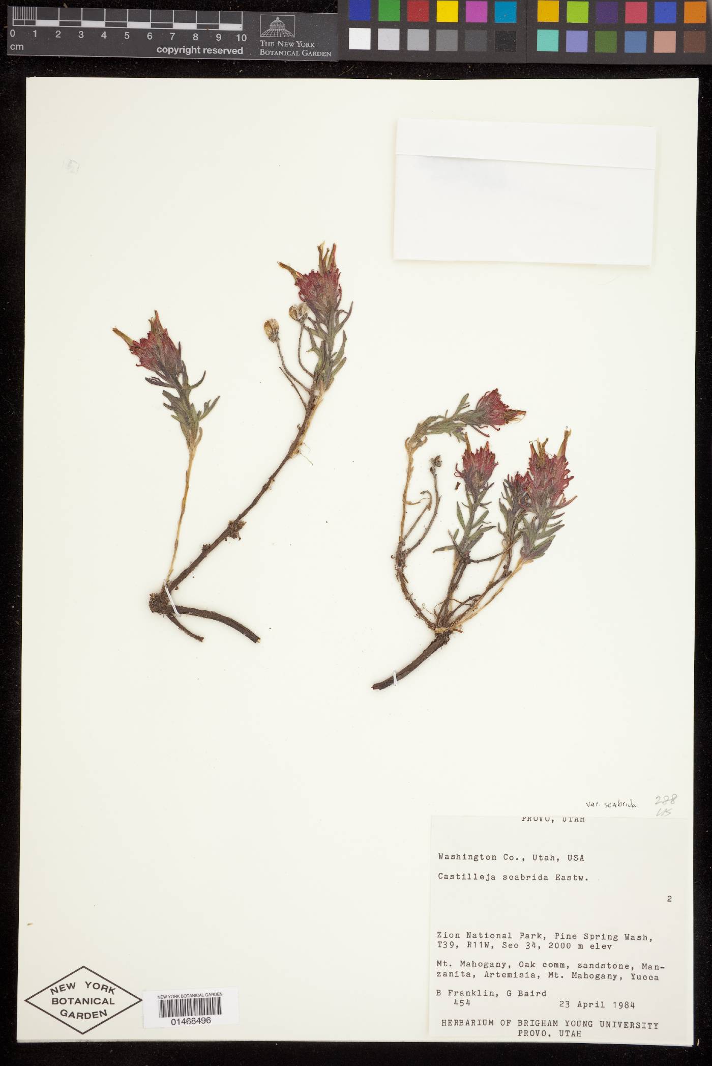 Castilleja scabrida image