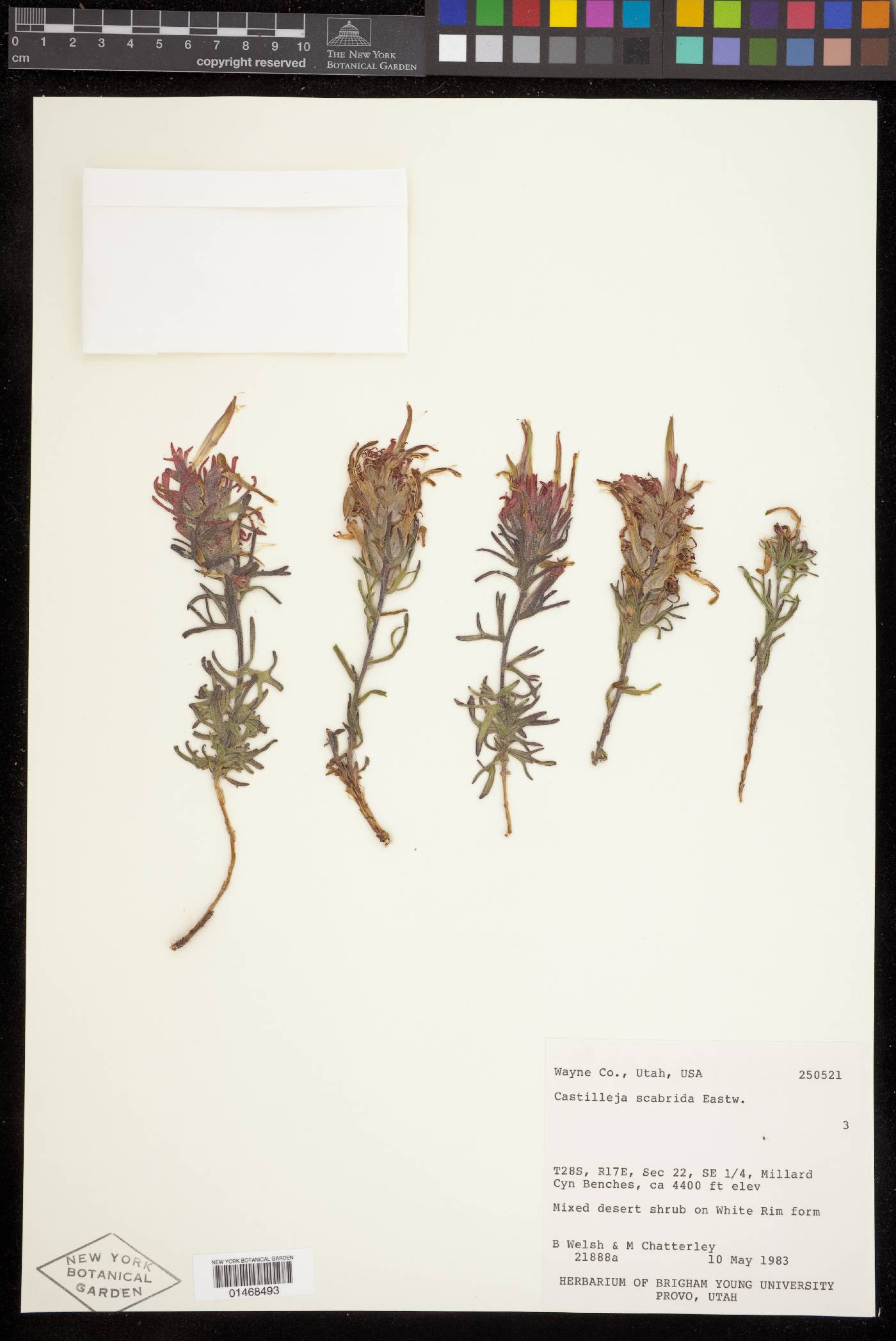 Castilleja scabrida image