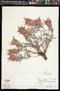 Castilleja scabrida image