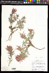 Castilleja scabrida image