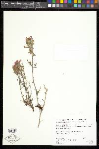 Castilleja chromosa image