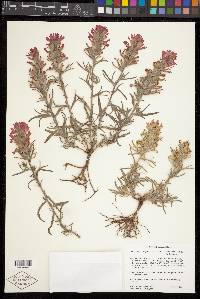 Castilleja angustifolia var. flavescens image