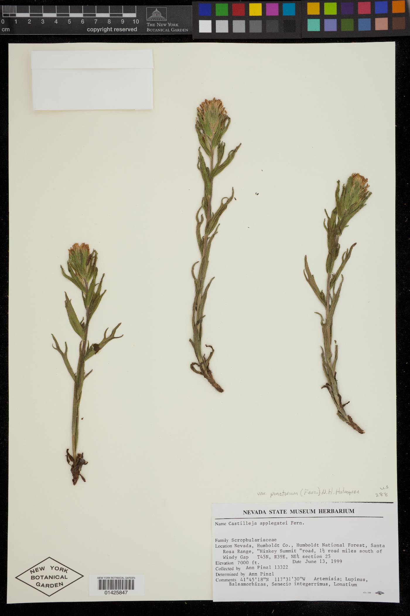 Castilleja applegatei var. pinetorum image