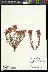 Castilleja applegatei image