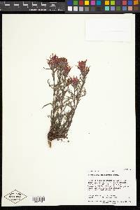 Castilleja applegatei image