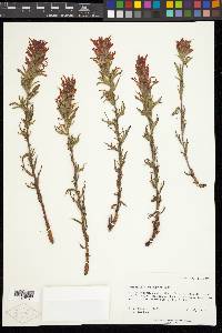 Castilleja applegatei image