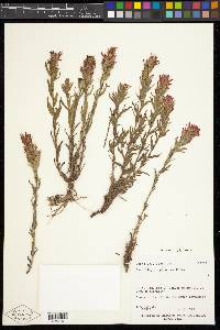 Castilleja applegatei image