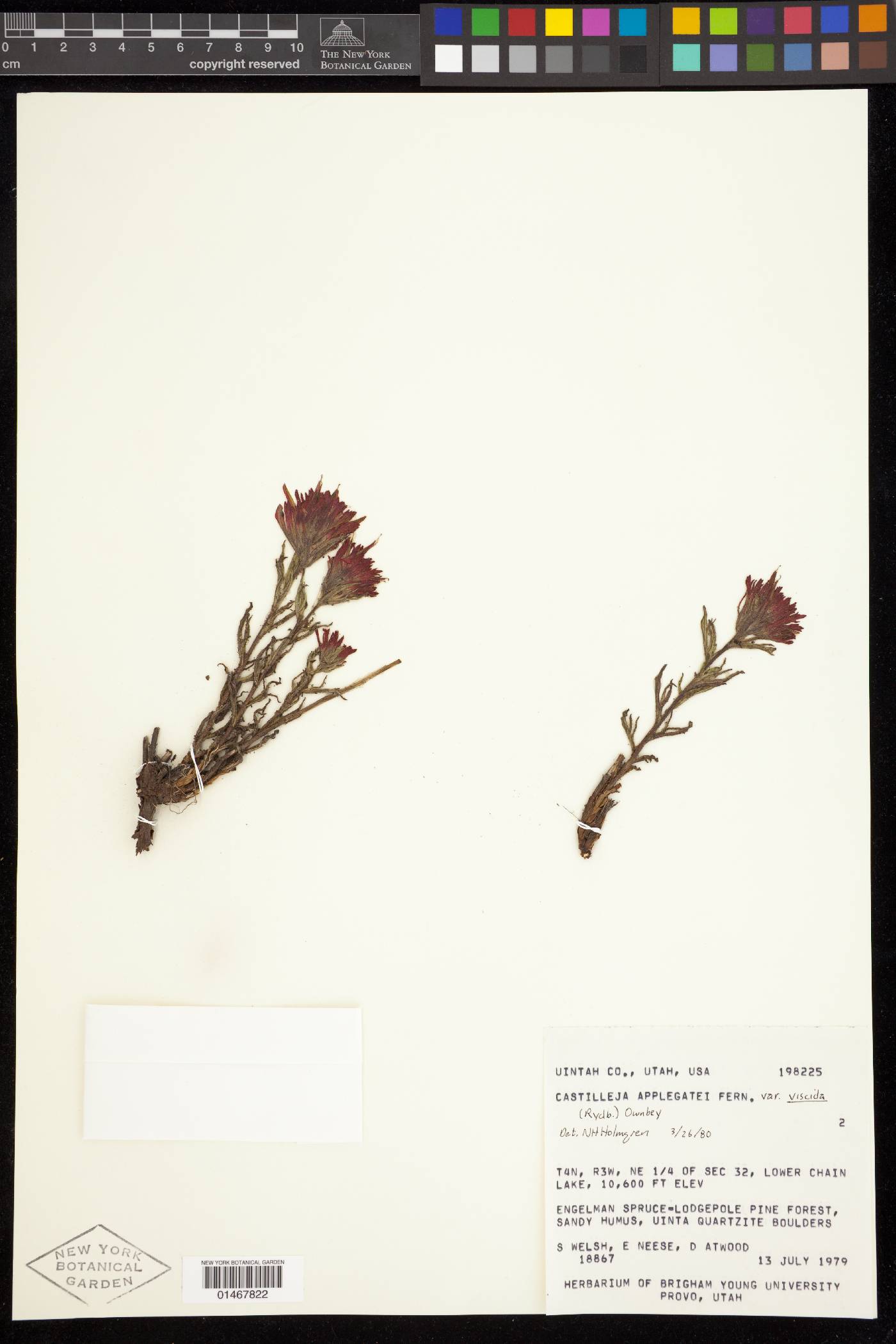 Castilleja applegatei var. pinetorum image