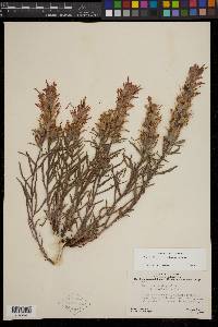 Castilleja applegatei image