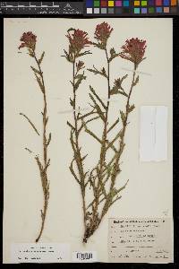 Castilleja applegatei image