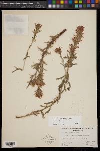 Castilleja applegatei var. breweri image