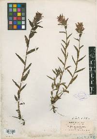 Castilleja rhexiifolia image