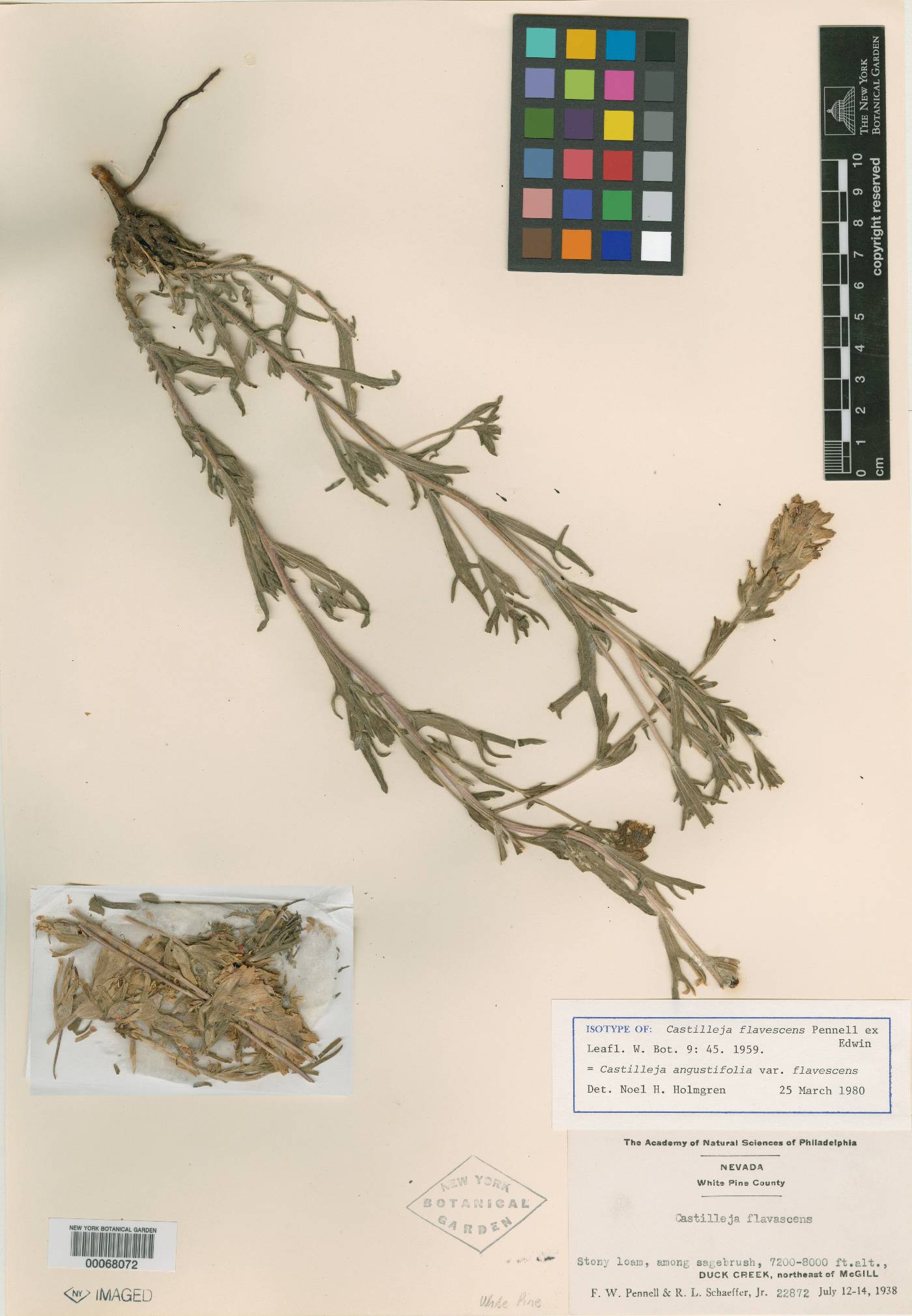 Castilleja flavescens image