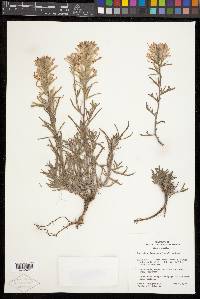 Castilleja angustifolia var. flavescens image