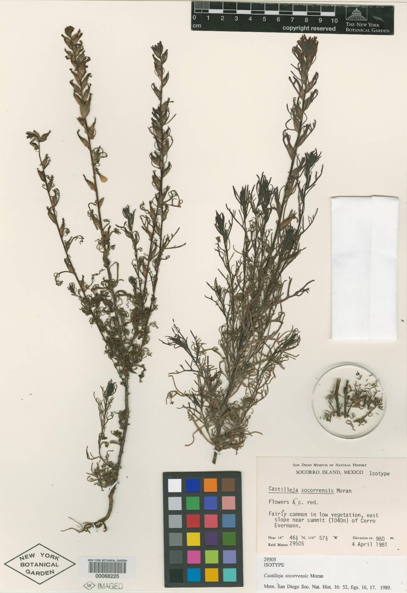 Castilleja bryantii var. socorrensis image