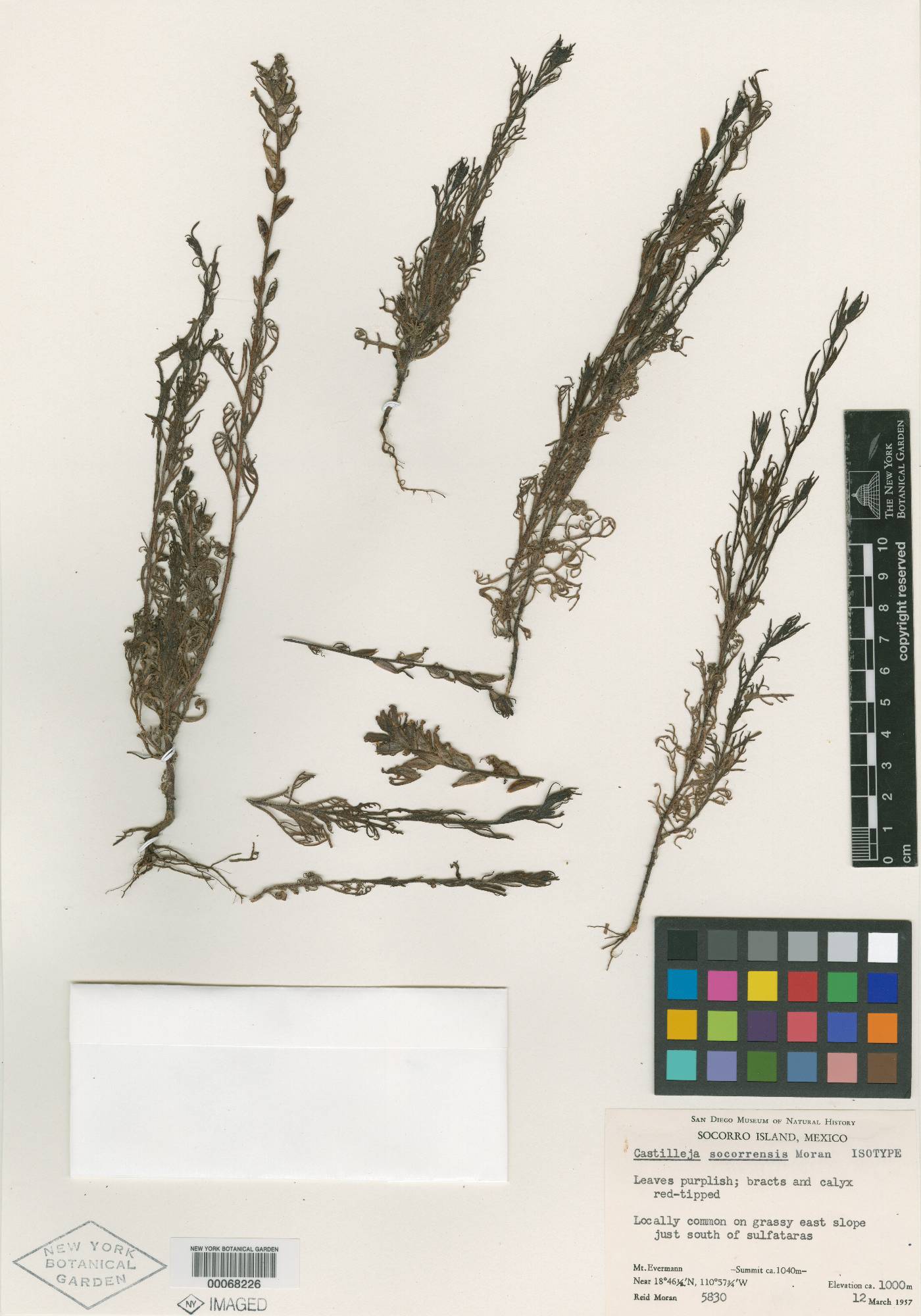 Castilleja bryantii image