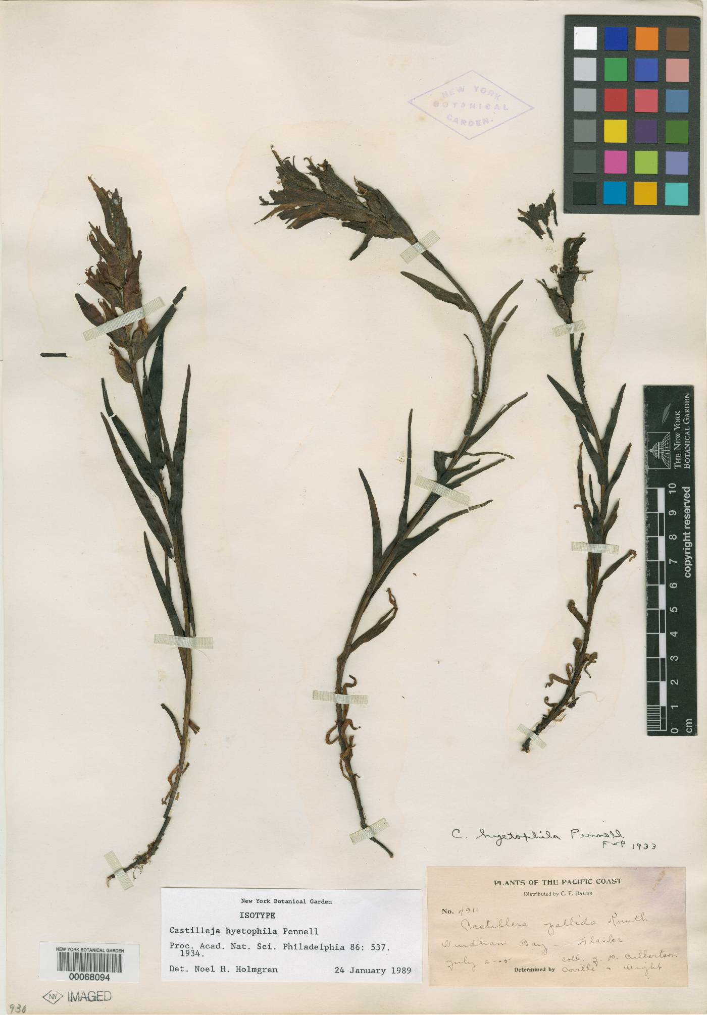 Castilleja hyetophila image