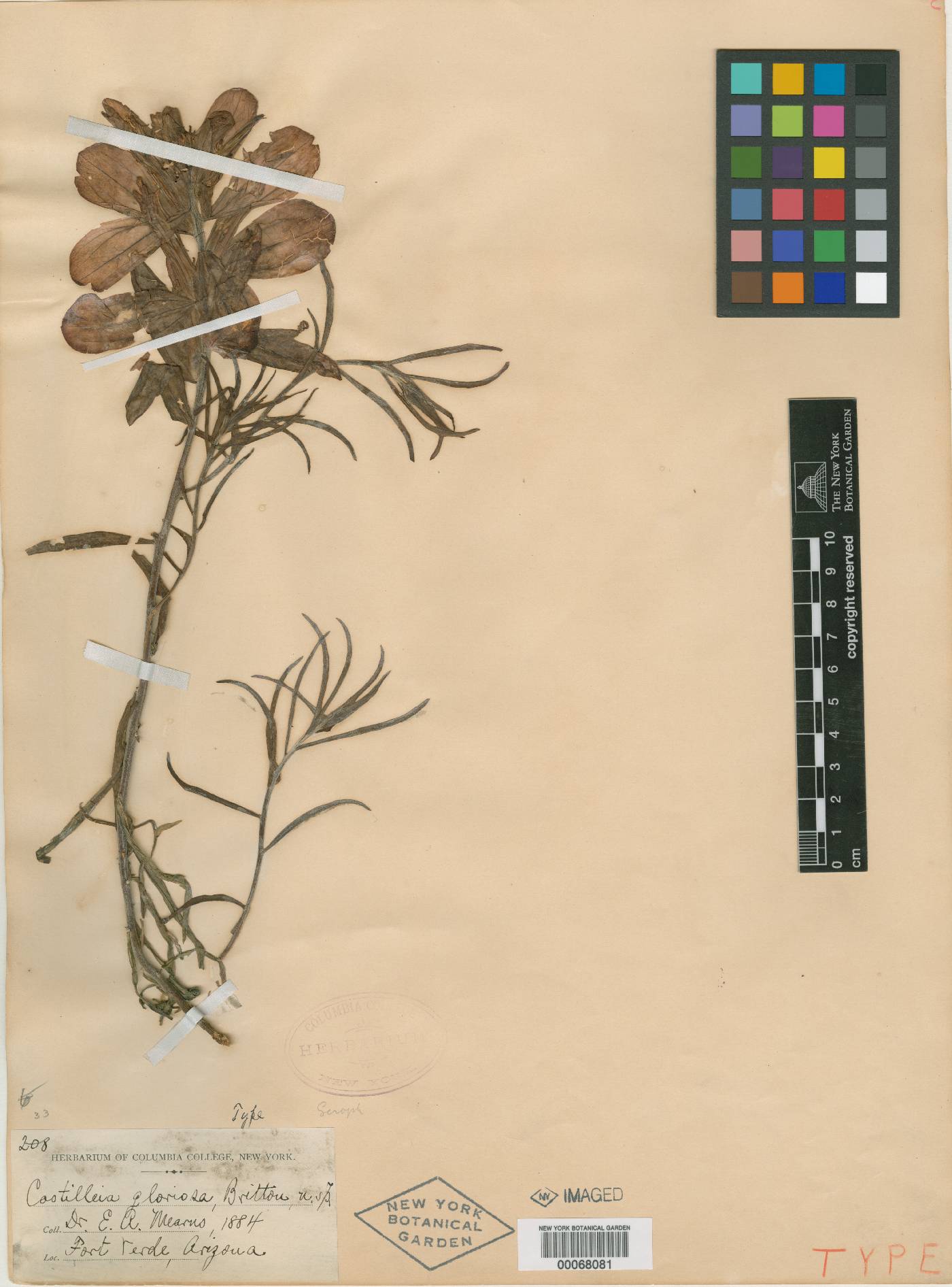 Castilleja gloriosa image
