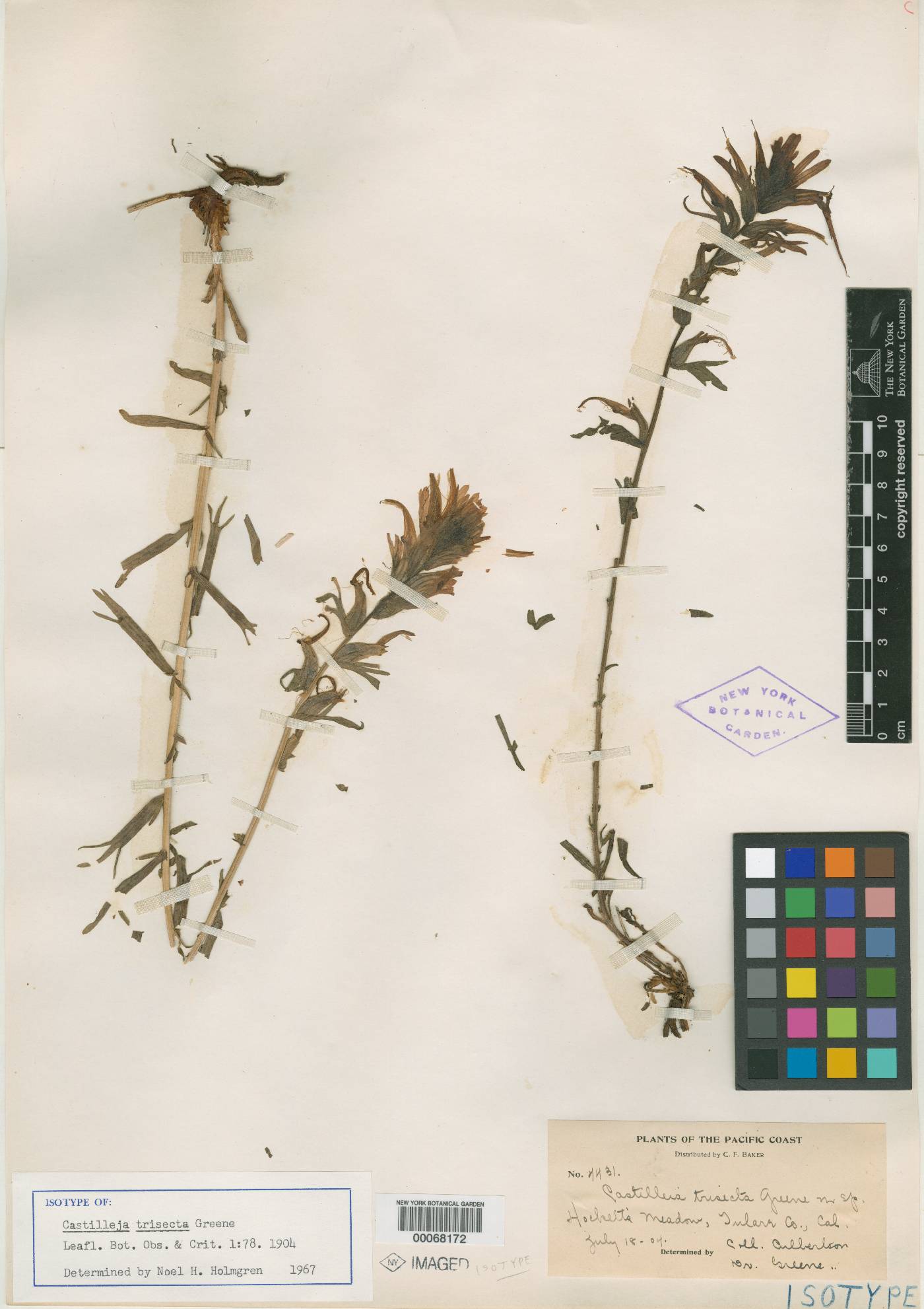 Castilleja trisecta image