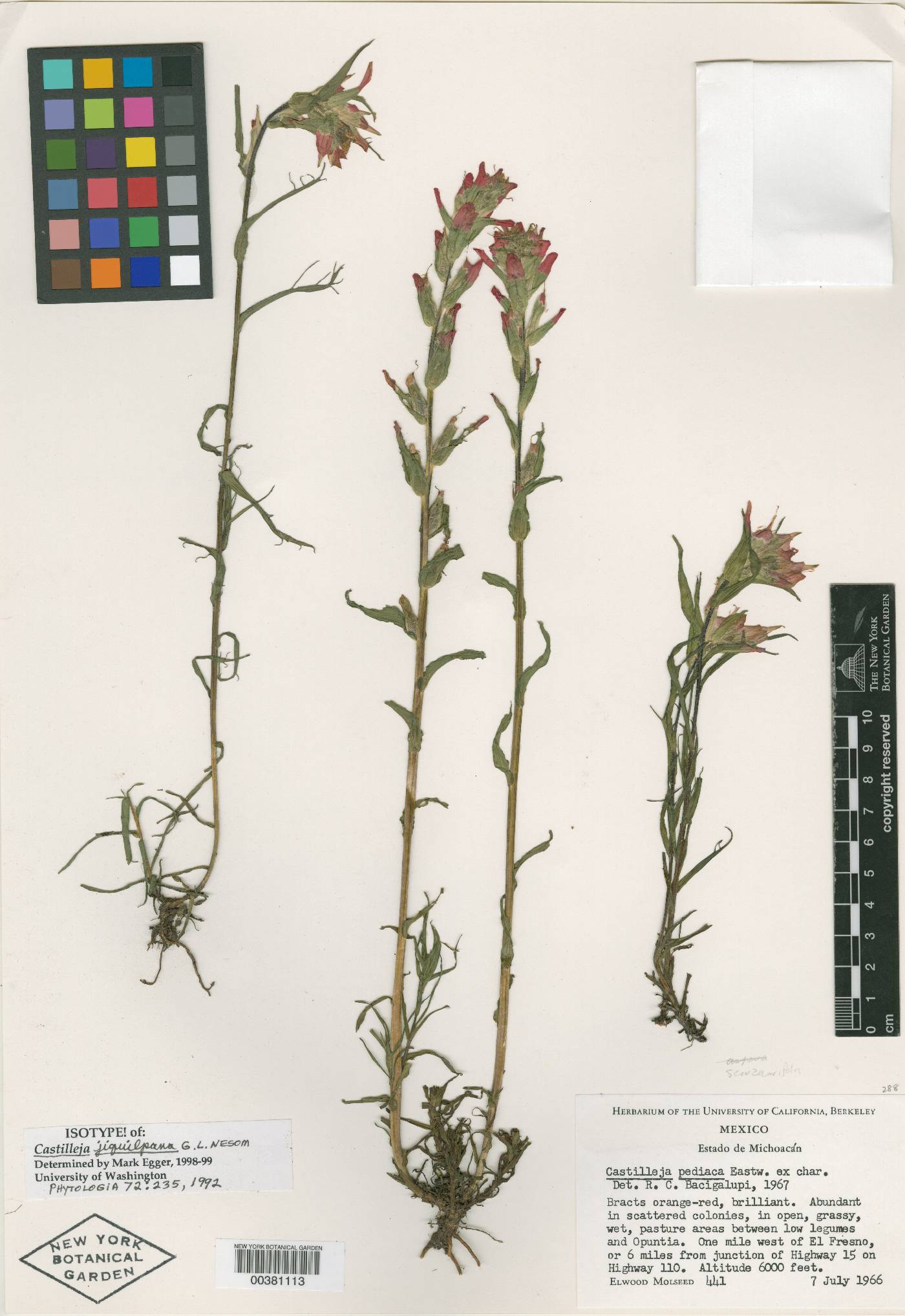 Castilleja jiquilpana image