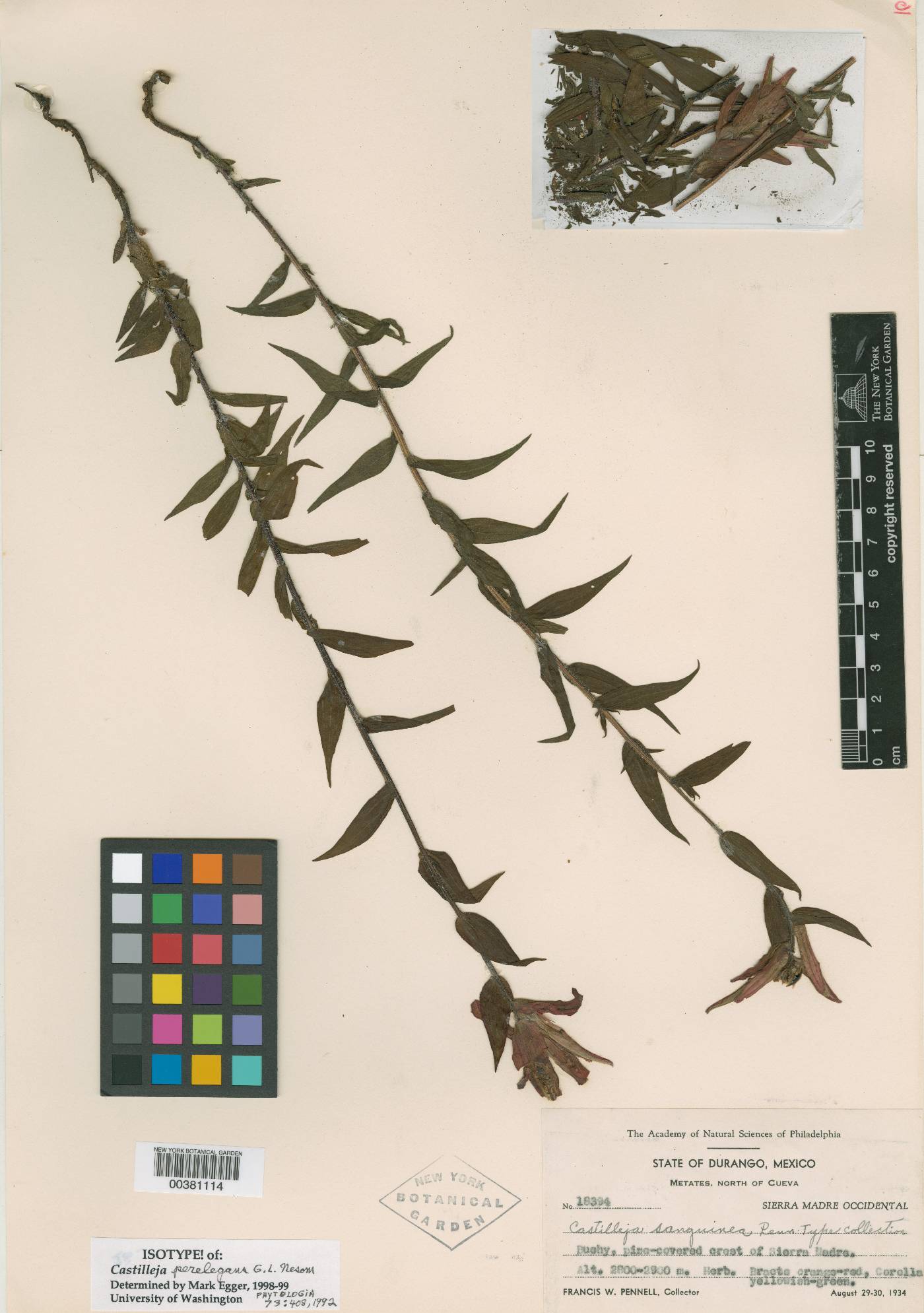 Castilleja perelegans image