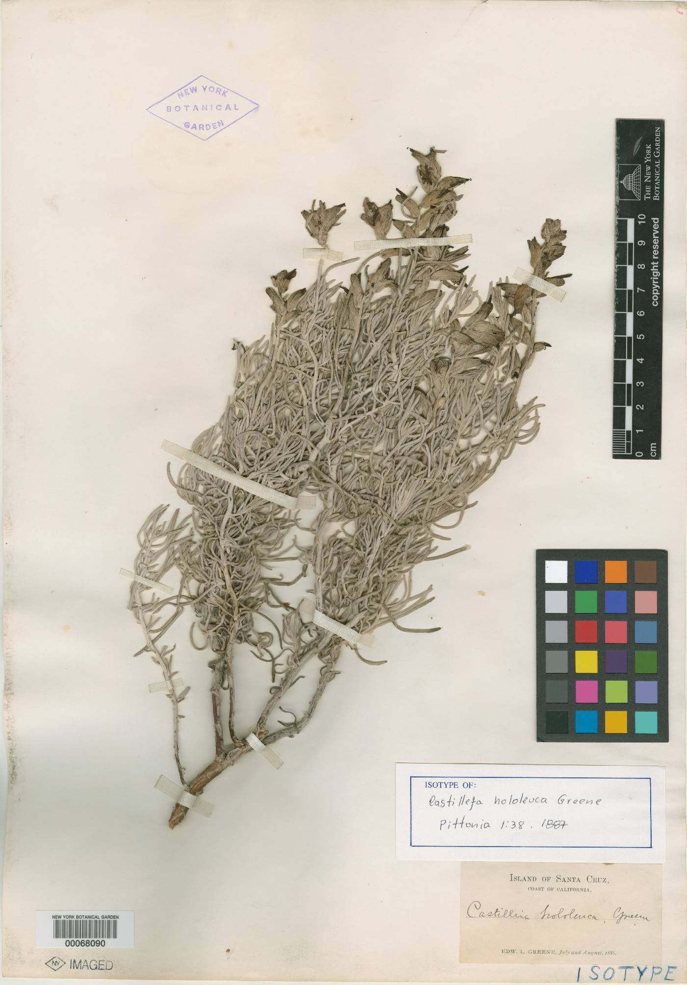 Castilleja hololeuca image