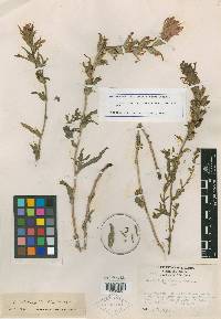 Castilleja angustifolia image