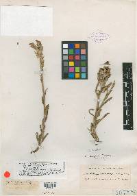 Castilleja aspera image