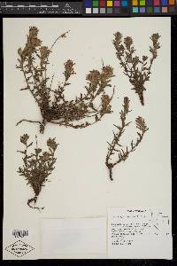 Castilleja viscidula image