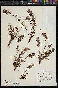 Castilleja viscidula image