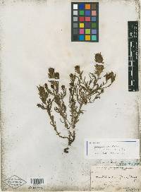 Castilleja viscidula image