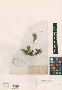 Castilleja schaffneri image