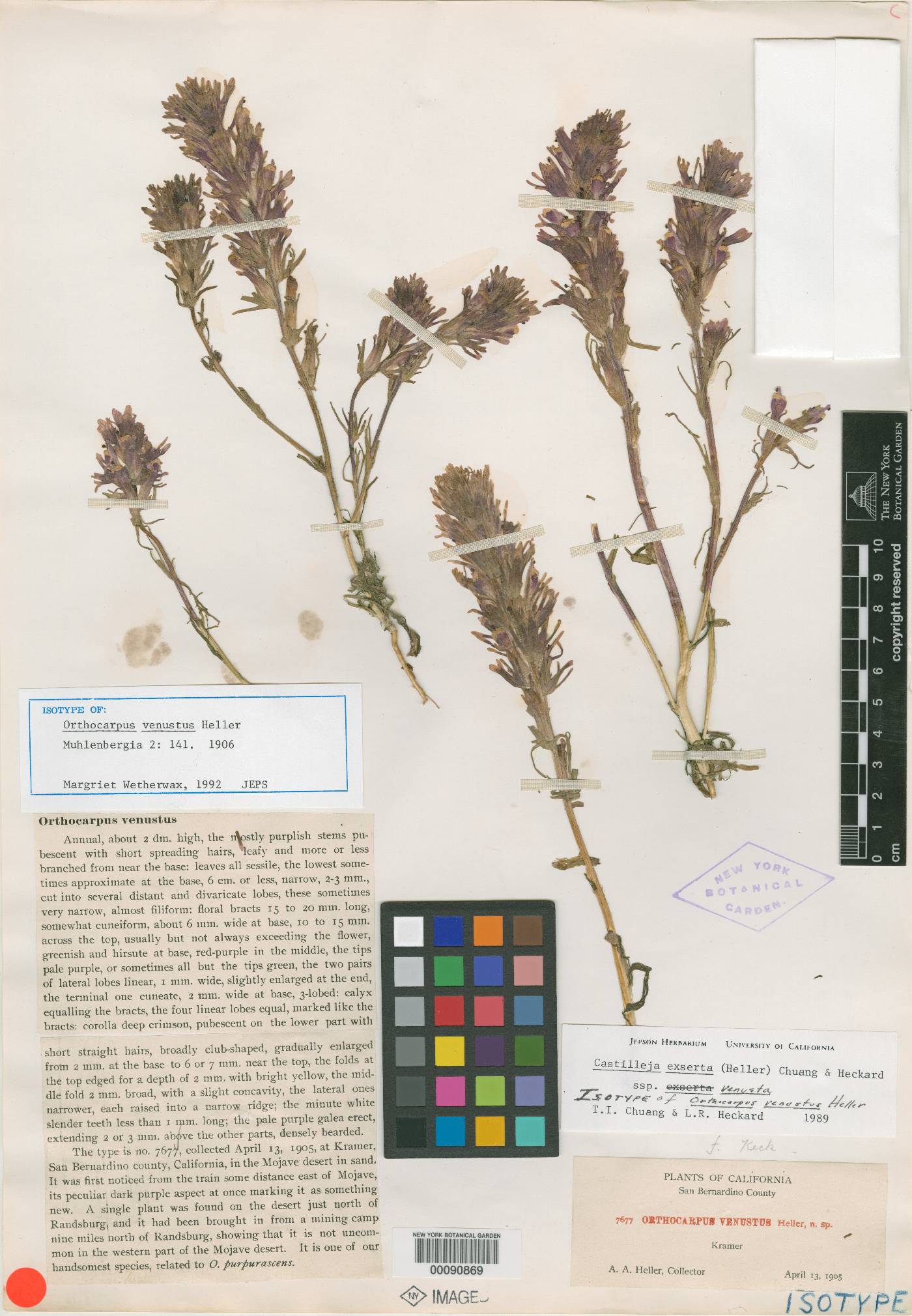 Orthocarpus venustus image