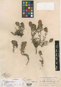 Castilleja lapidicola image