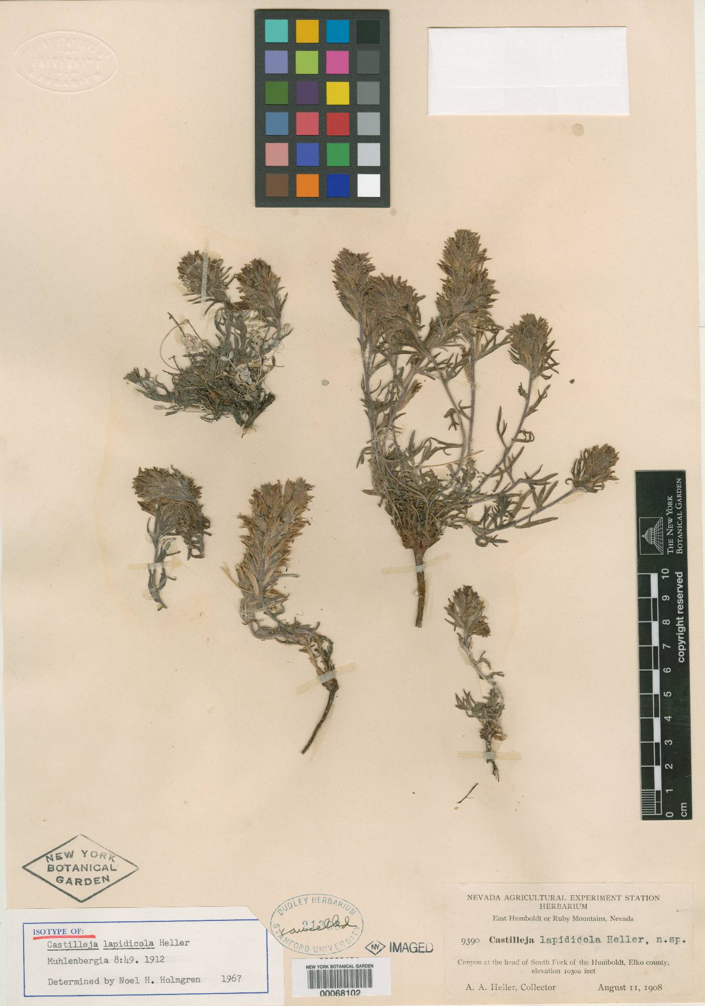 Castilleja lapidicola image