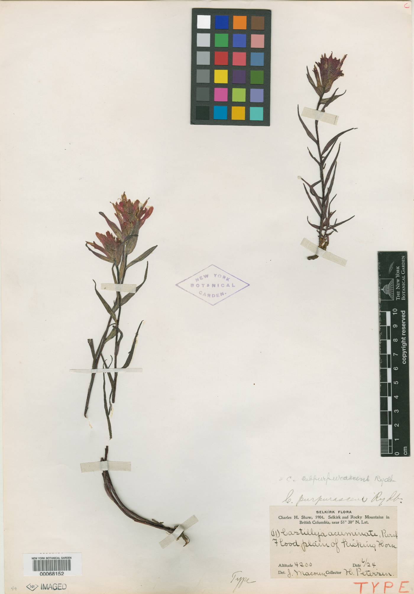 Castilleja purpurascens image